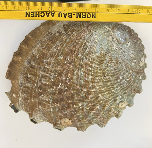 Große muschelschale mit - große,