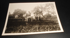 Alte Foto Landwirtschaft Bauern mit Ochsen (1)