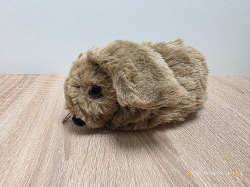 Sigikid kaninchen hase - kaninchen, /
