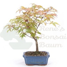 BONSAI Rotaustreibender