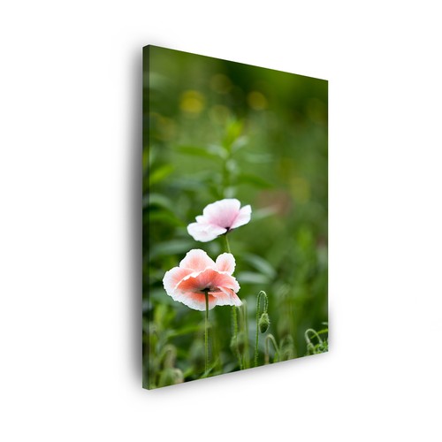 Leinwand bilder pflanzen - leinwand-bilder:,