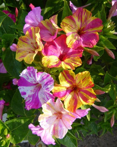 Wunderblumen mirabellis - wunderblumen,