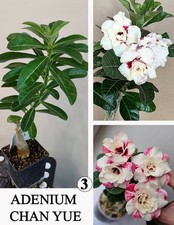 ADENIUM CHAN YUE N3 WUSTENROSE