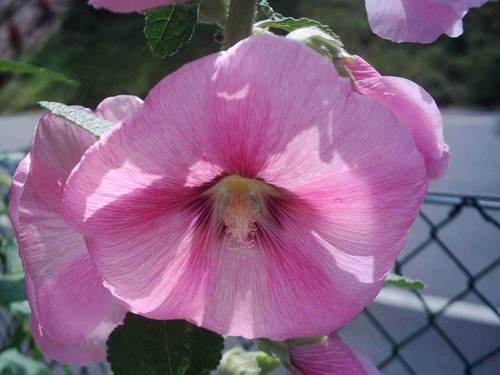 Stockrosen rosa alcea rosea - *,