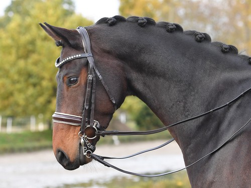 Kandare luxury schwarz - schwarz, und