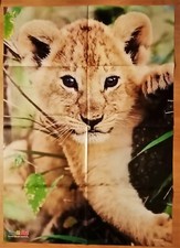 ✿Riesen-Tier-Poster JUNGER LÖWE✿Notfall✿Ballzauber✿Tier-Kugeln✿Medizini✿07.2014✿