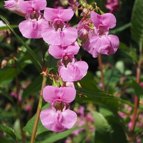 80001313 impatiens balsamina - 80001313,