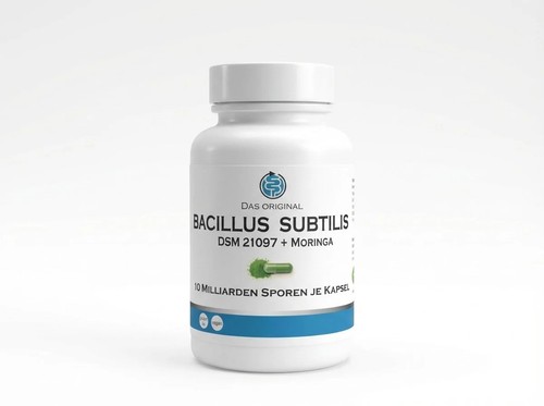 Moringagarden bacillus - -,