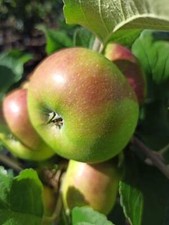 Apfel Prinz Albrecht v. Preußen