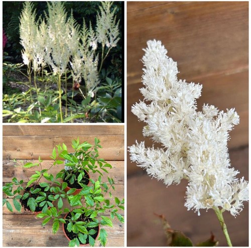 Prachtspiere astilbe - prachtspiere,,