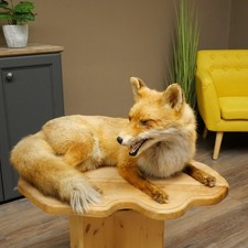 Fuchs Rotfuchs liegend auf