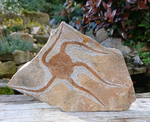 Fossil seestern sprödestern - fossil,