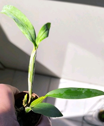 Dendrobium hodgkinsonii