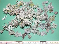 Pflaumenflechte + Baumflechte