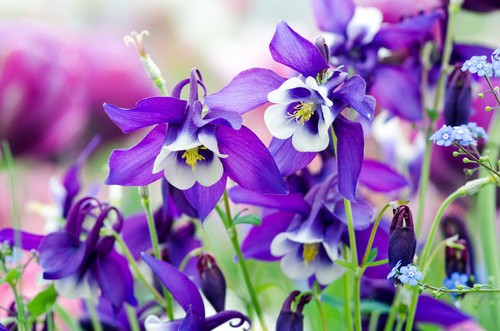 Samen blüten rarität saatgut - samen,