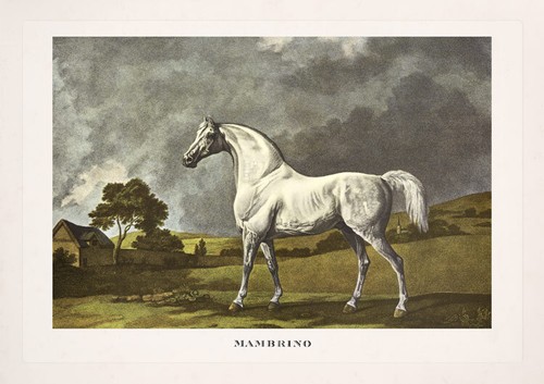 Rennpferd mambrino von george - rennpferd,