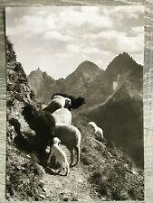 AK Bergschafe im Habichtgebiet