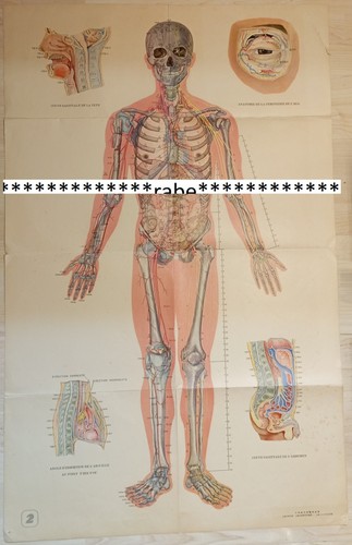 Akupunktur poster papier - ,