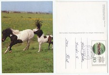 20349 - Shetlandpony-Stute mit Fohlen - AK, gelaufen Neumünster 5.5.1993