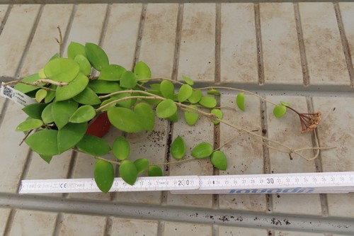 Hoya chouke topfpflanze - hoya, 2