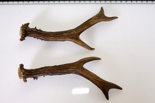 2 Geweihstangen vom Reh Geweih