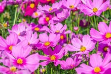 1000+ Samen Schmuckkörbchen