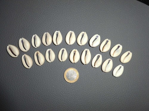 Kauri muschel aufnäher - muschel,