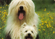 Westi &  BOBTAIL *   Westhighland white  Terrier * Postkarte    *   Postcard