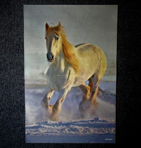 Winter pferd a3 - -,