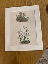 Original antiker botanischer