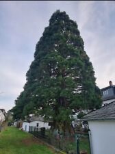 100 Samen Riesen Kalifornischer Mammutbaum Sequoiadendron Giganteum von 2025