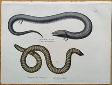 Newt Eel Newt Schinz/Brodtmann