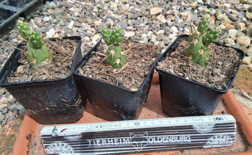 Tephrocactus darwinii