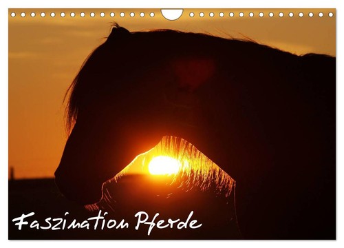 Faszination pferde - faszination,