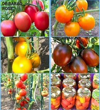 De Barao Mix Tomatensamen 50 Samen  Mischung Gemüsesamen 