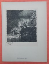 Tropennacht am Fluß Zebra Herde  Wilhelm Kuhnert Afrika  Lithographie 1920 