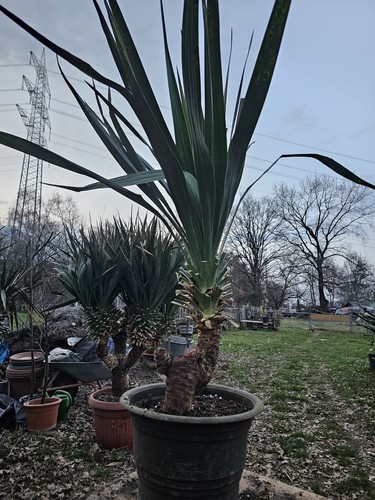 Yucca recurvifolia 130cm - recurvifolia,