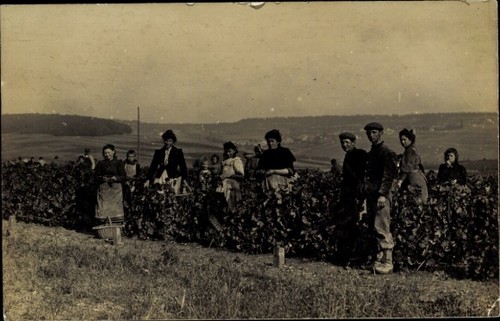Weinlese weinernte - weinlese,,
