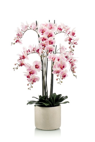 Artplants phalaenopsis - artplants,