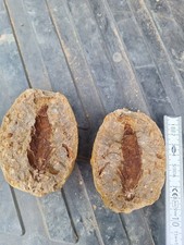 Steinhardter Erbsen Fossilien Sammlung Tertiäre Oligozänzeit 35 Millionen Jahre