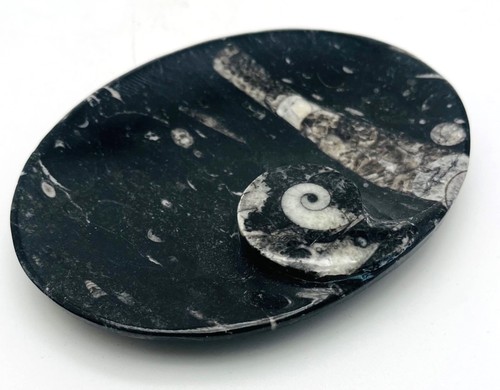 Fm1287 orthoceras seifenschale - fm1287,