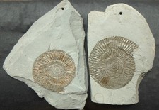 Ammonit Fossilien Jura Lias