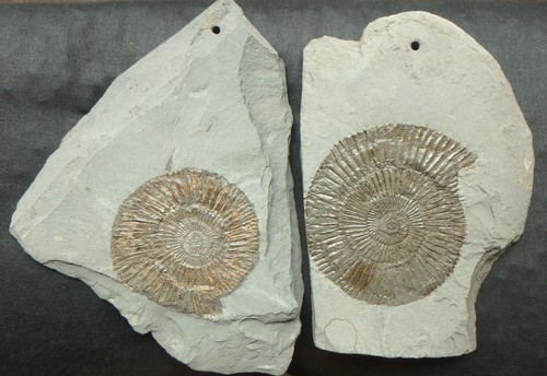 Ammonit fossilien jura lias - jura,