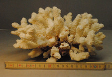 große weiße Koralle - Länge 25 cm