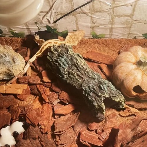 Eidechsenversteck höhle - eidechsenversteck,