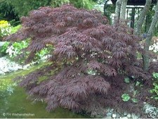 Super - Roter Japanischer Schlitzahorn  50cm!