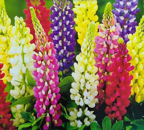 Samen lupine prachtmischung - 90,
