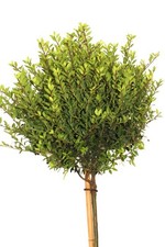 Japanische stechpalme ilex - japanische,