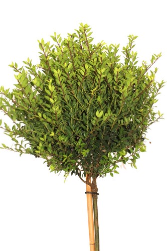 Japanische stechpalme ilex - stechpalme,