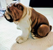 Englische Bulldogge